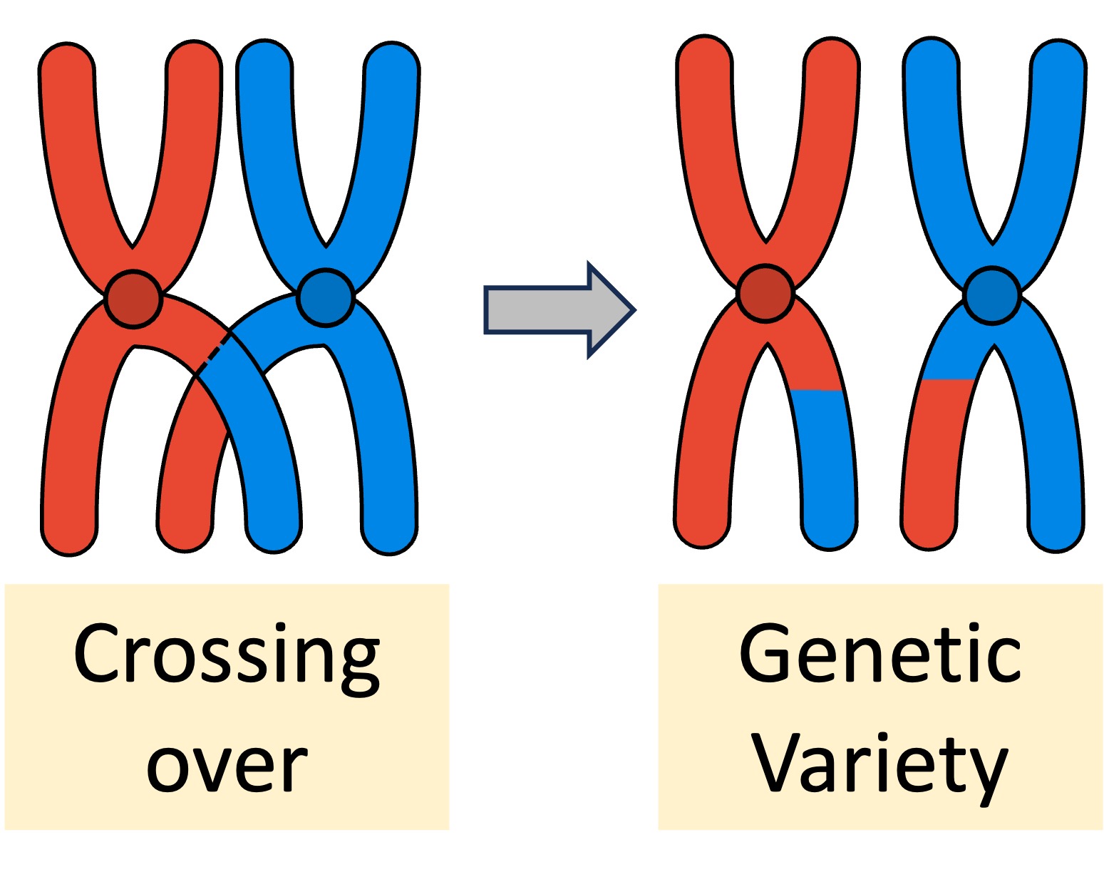 meiosis